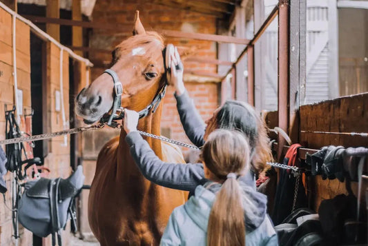 Horse-Accessories-A-Complete-Guide-to-Essential-Tack-and-Equipment Huntley Equestrian