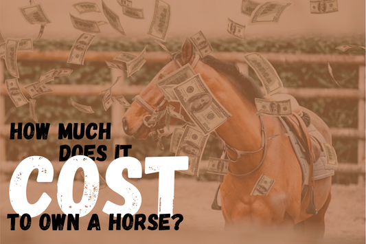 horse cost