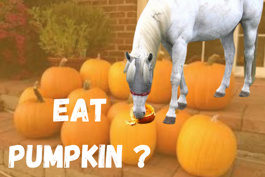 eat pumpkin