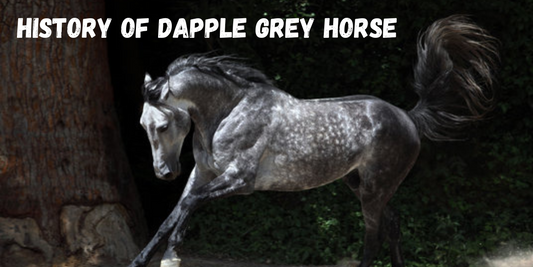 dapple grey horse