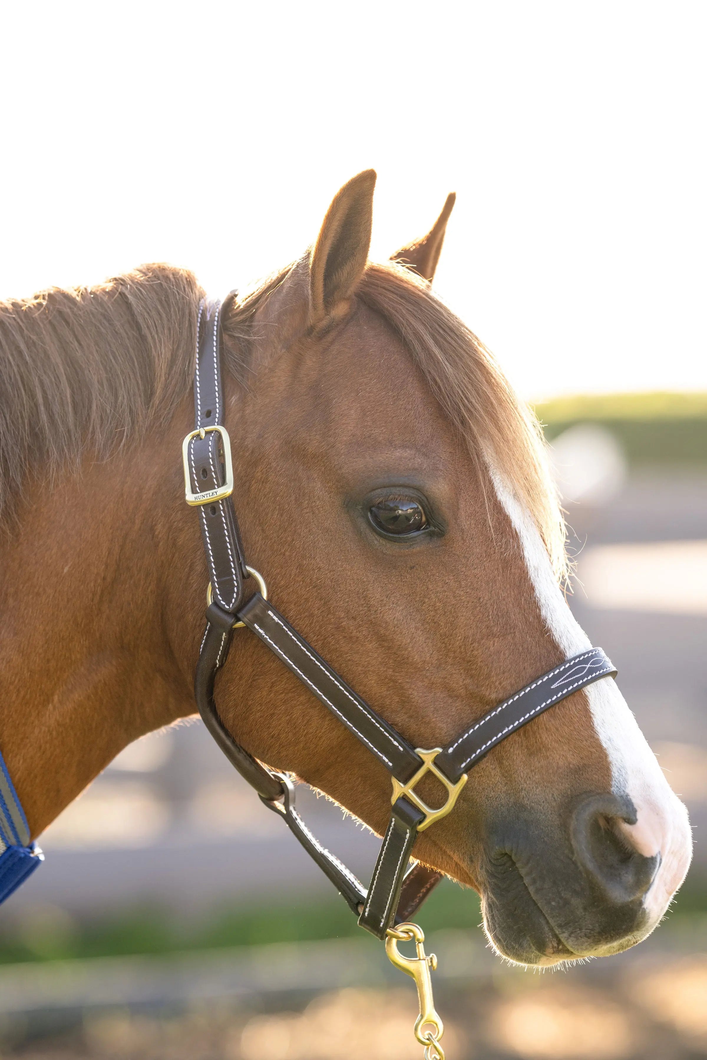 Huntley Equestrian Fancy Stitched Adjustable Premium Leather Pony Halter with Brass Hardware - Huntley Equestrian