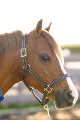 Huntley Equestrian Fancy Stitched Adjustable Premium Leather Pony Halter with Brass Hardware - Huntley Equestrian
