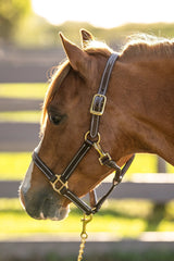Huntley Equestrian Fancy Stitched Adjustable Premium Leather Pony Halter with Brass Hardware - Huntley Equestrian
